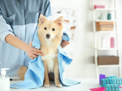 How to Create a Successful Pet Grooming Business