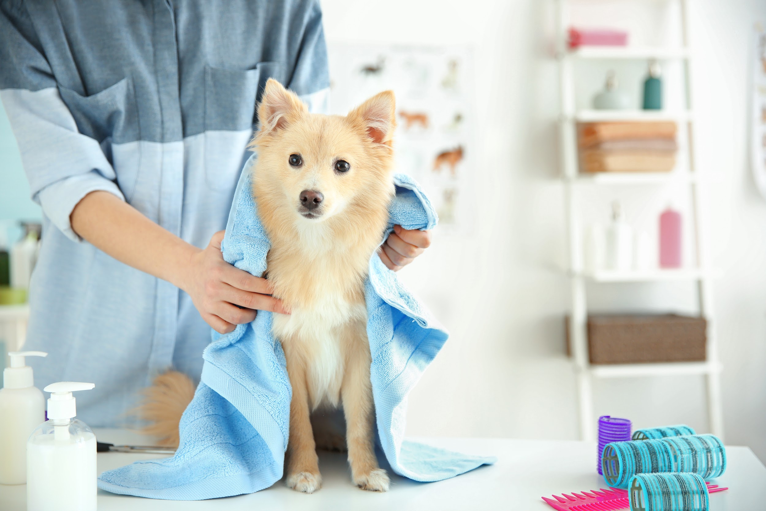 How to Create a Successful Pet Grooming Business